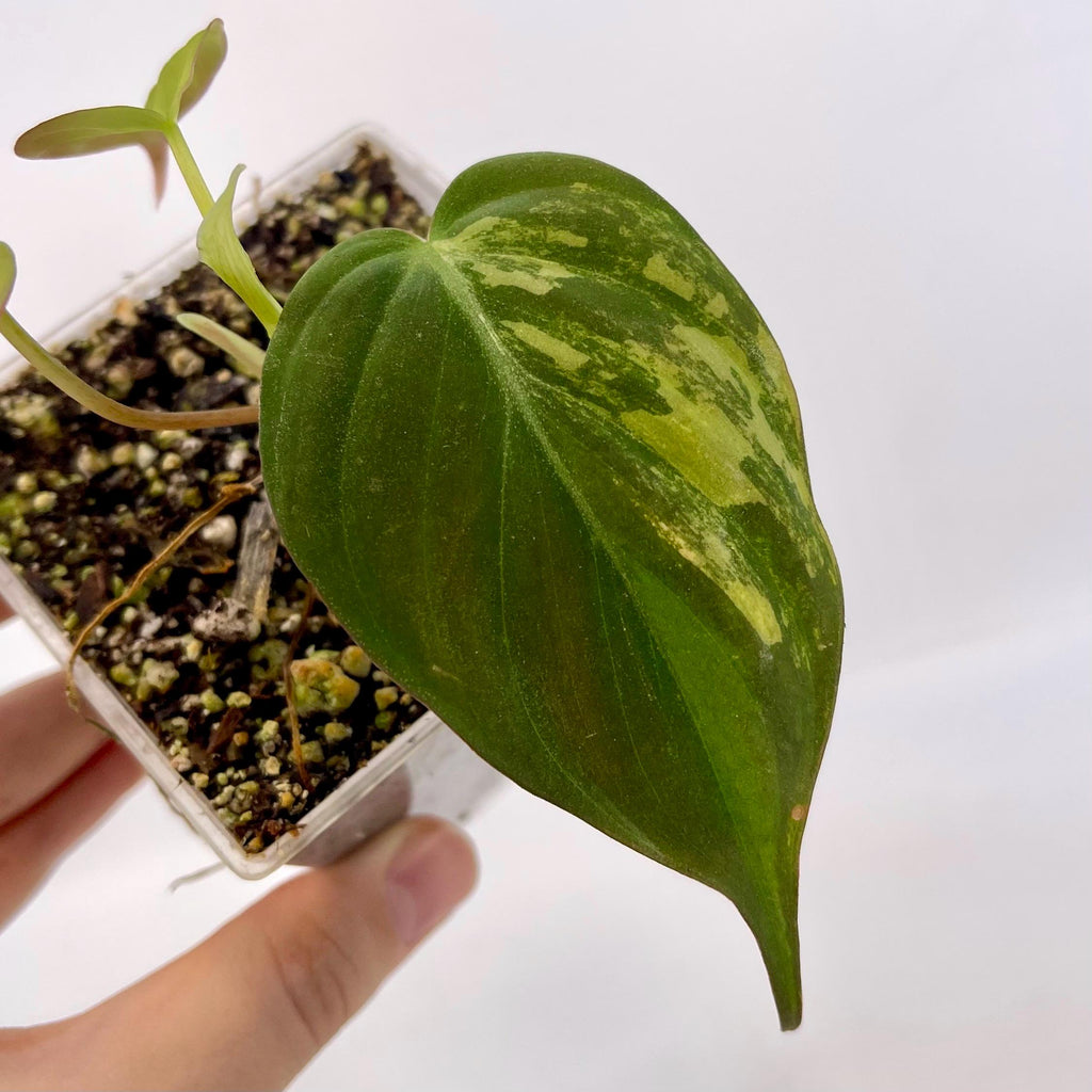 Variegated Philodendron micans Aurea (Can acclimate to house conditions) NON-EXACT