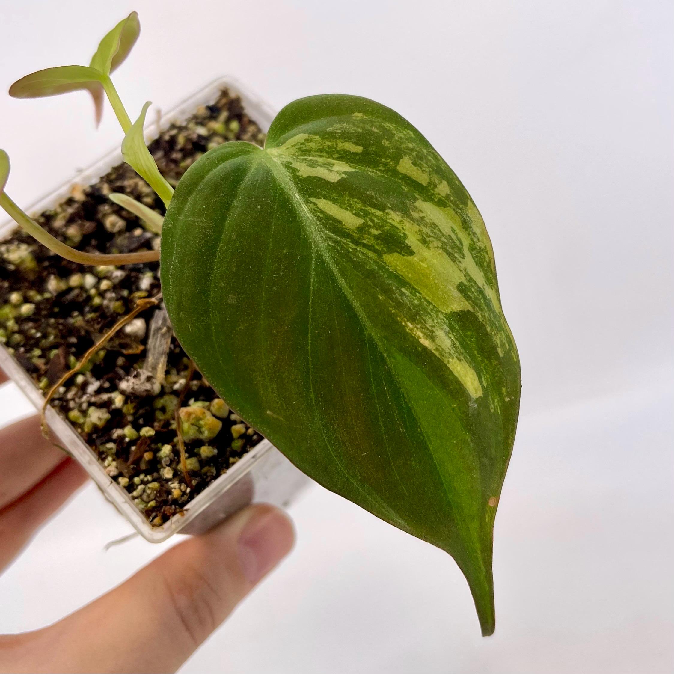 Variegated Philodendron micans Aurea (Can acclimate to house conditions) NON-EXACT