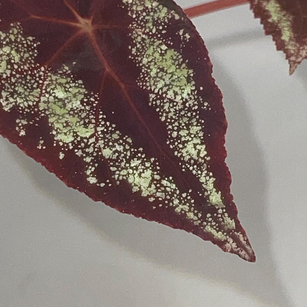 TOP CUTTING Begonia Botanicaz 105 V.7 (Can acclimate to house conditions)