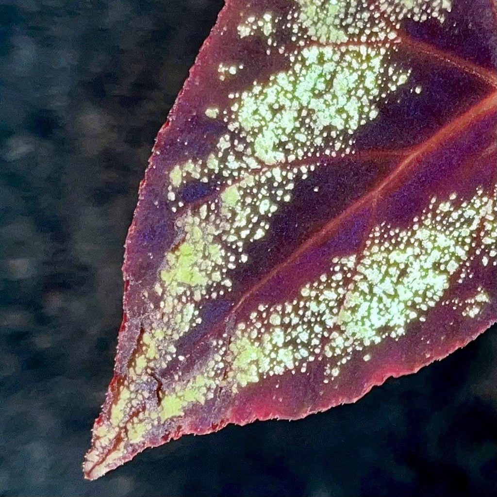 TOP CUTTING Begonia Botanicaz 105 V.7 (Can acclimate to house conditions)