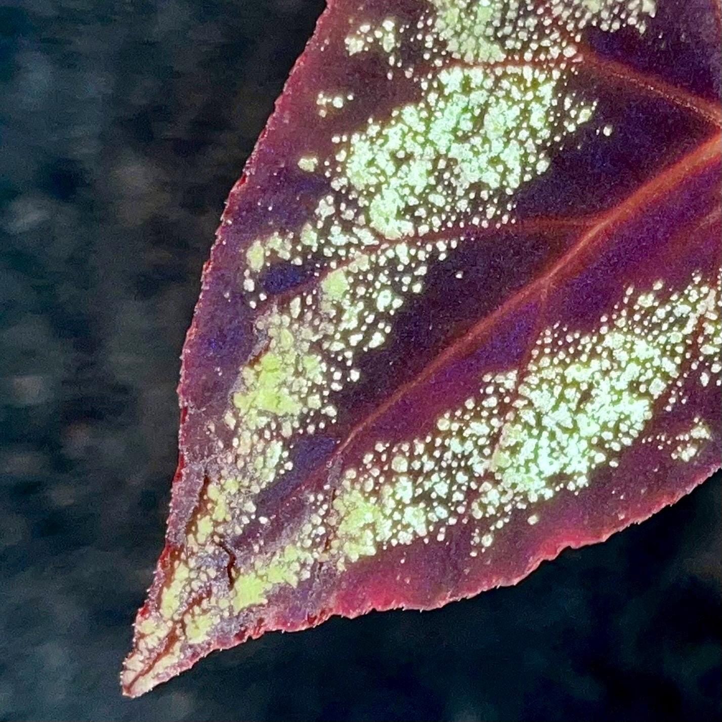 TOP CUTTING Begonia Botanicaz 105 V.7 (Can acclimate to house conditions)