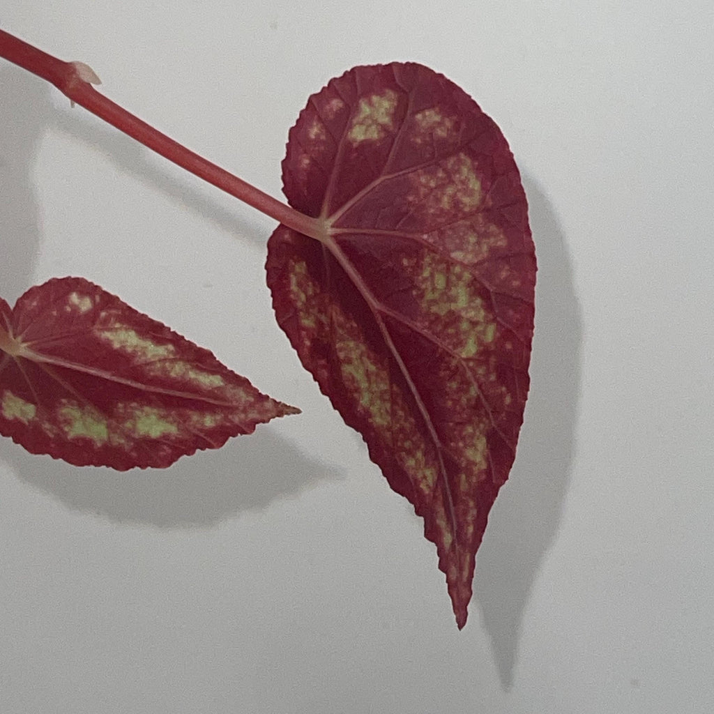 TOP CUTTING Begonia Botanicaz 105 V.7 (Can acclimate to house conditions)