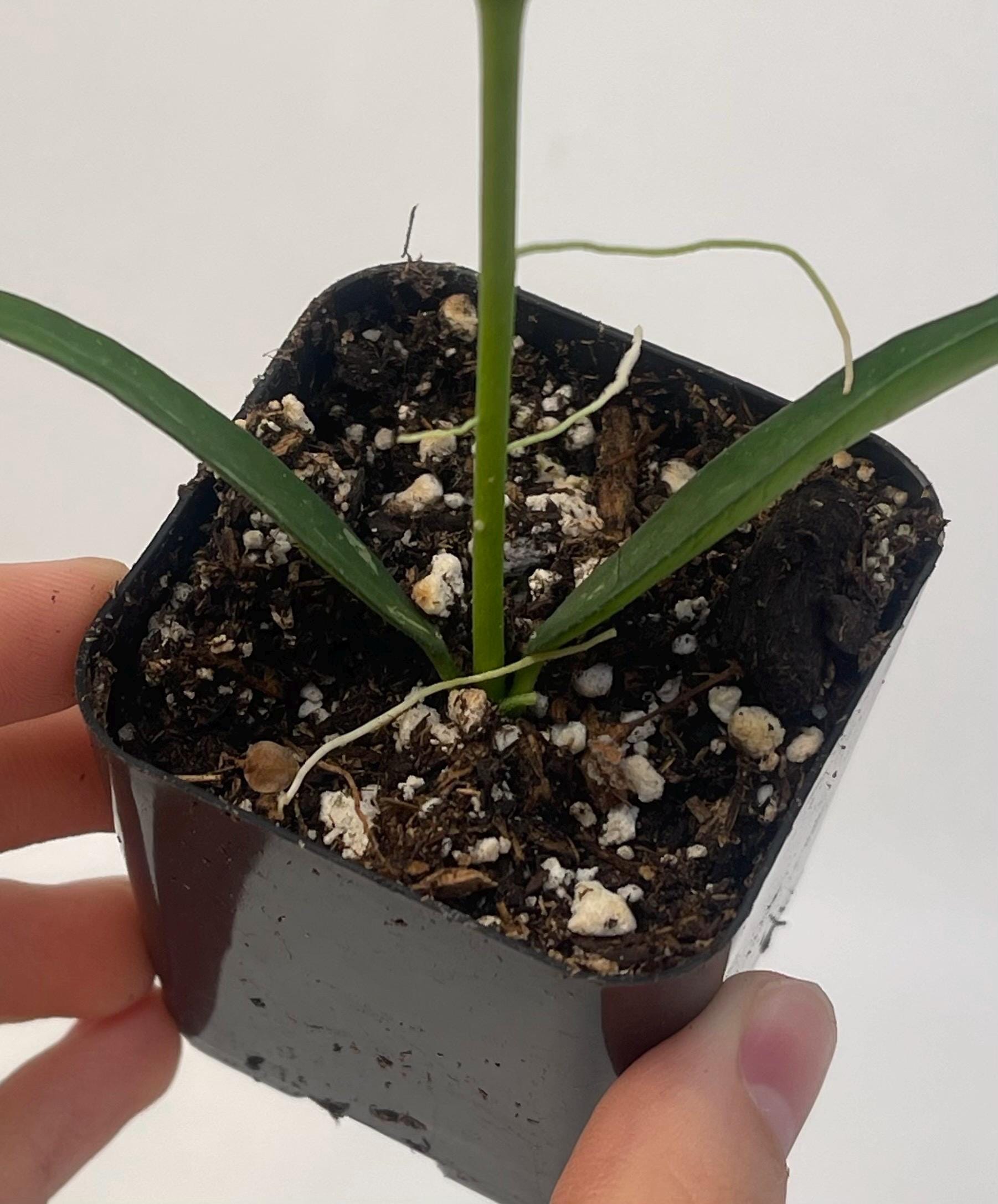 Hoya burmanica (Can acclimate to house conditions)