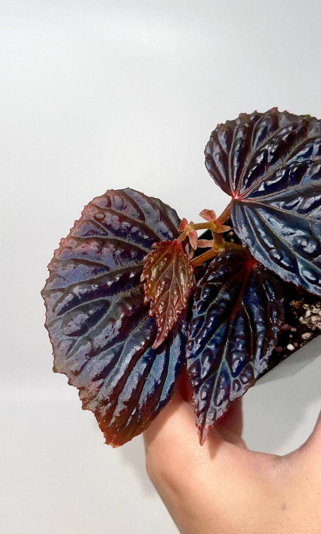 Begonia Botanicaz 98
