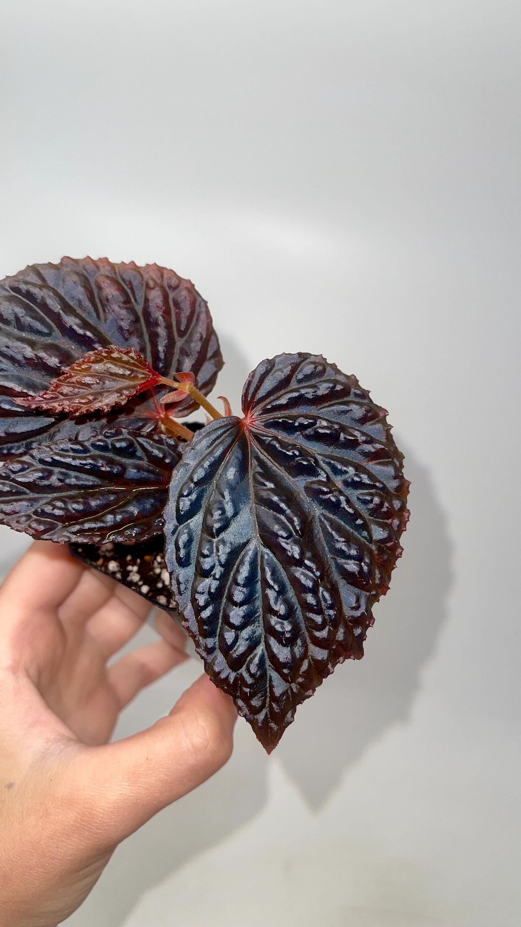 Begonia Botanicaz 98