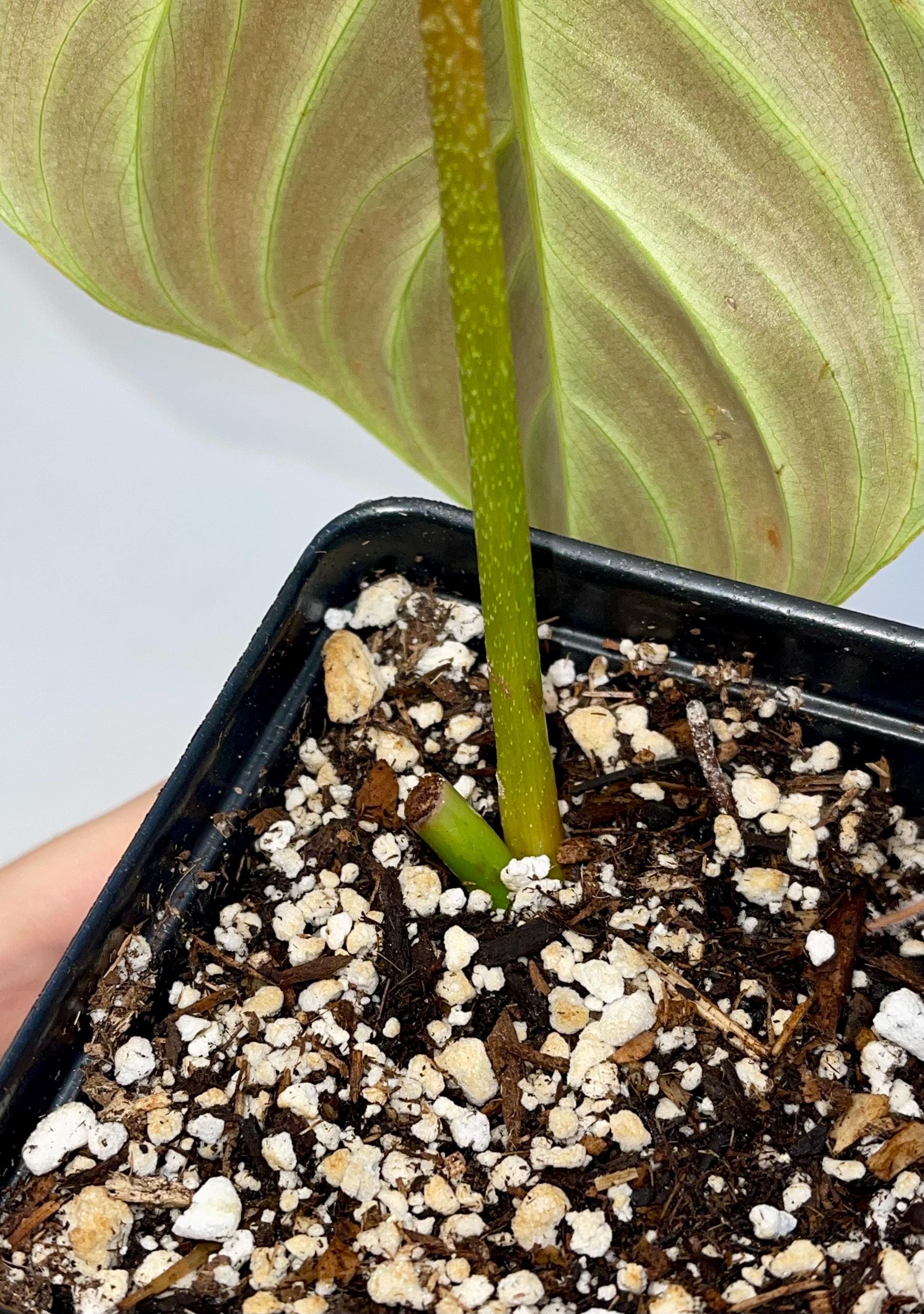Philodendron 'Majestic' (One node, rooted cutting) (Can acclimate to house conditions)