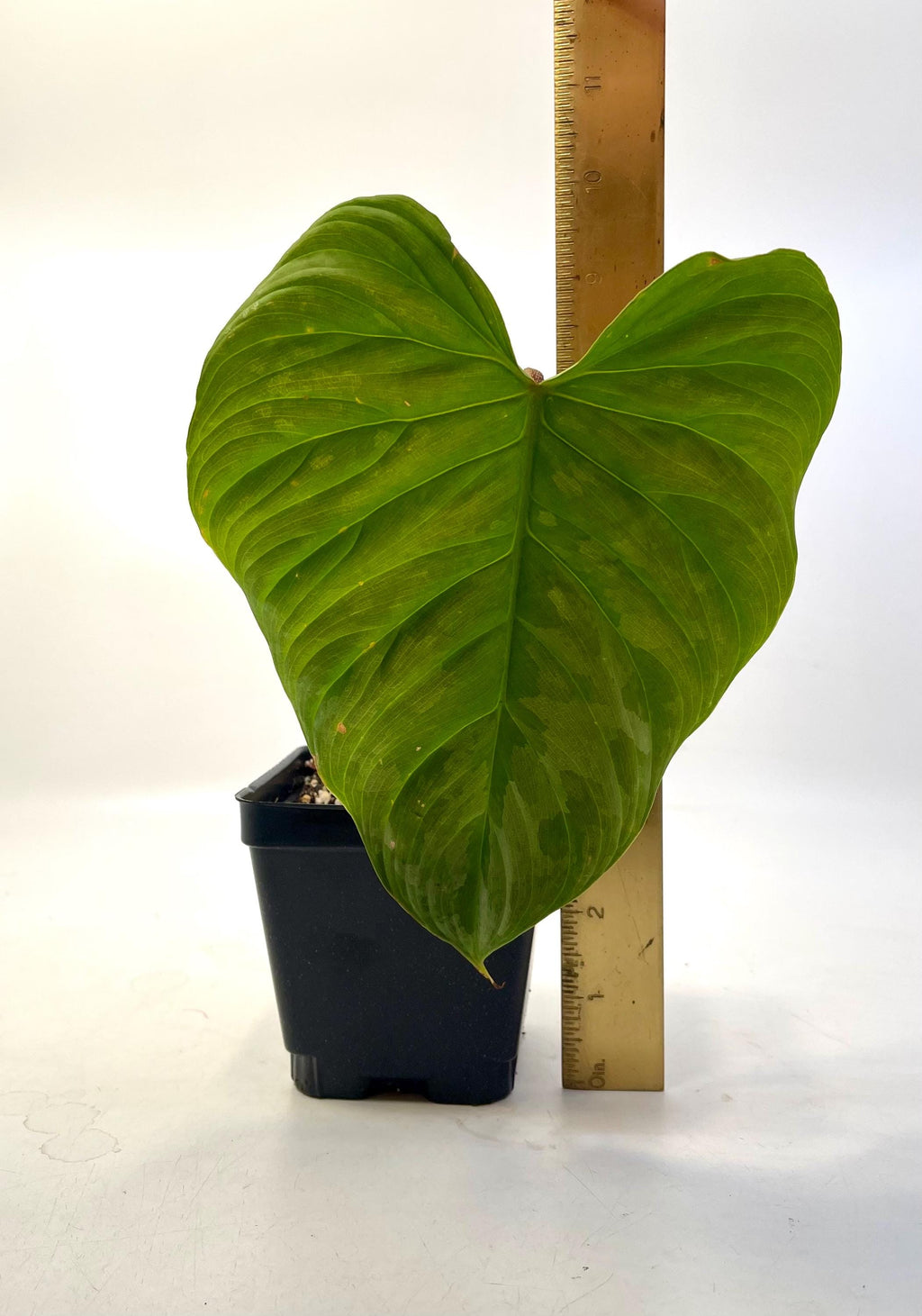 Philodendron 'Majestic' (One node, rooted cutting) (Can acclimate to house conditions)