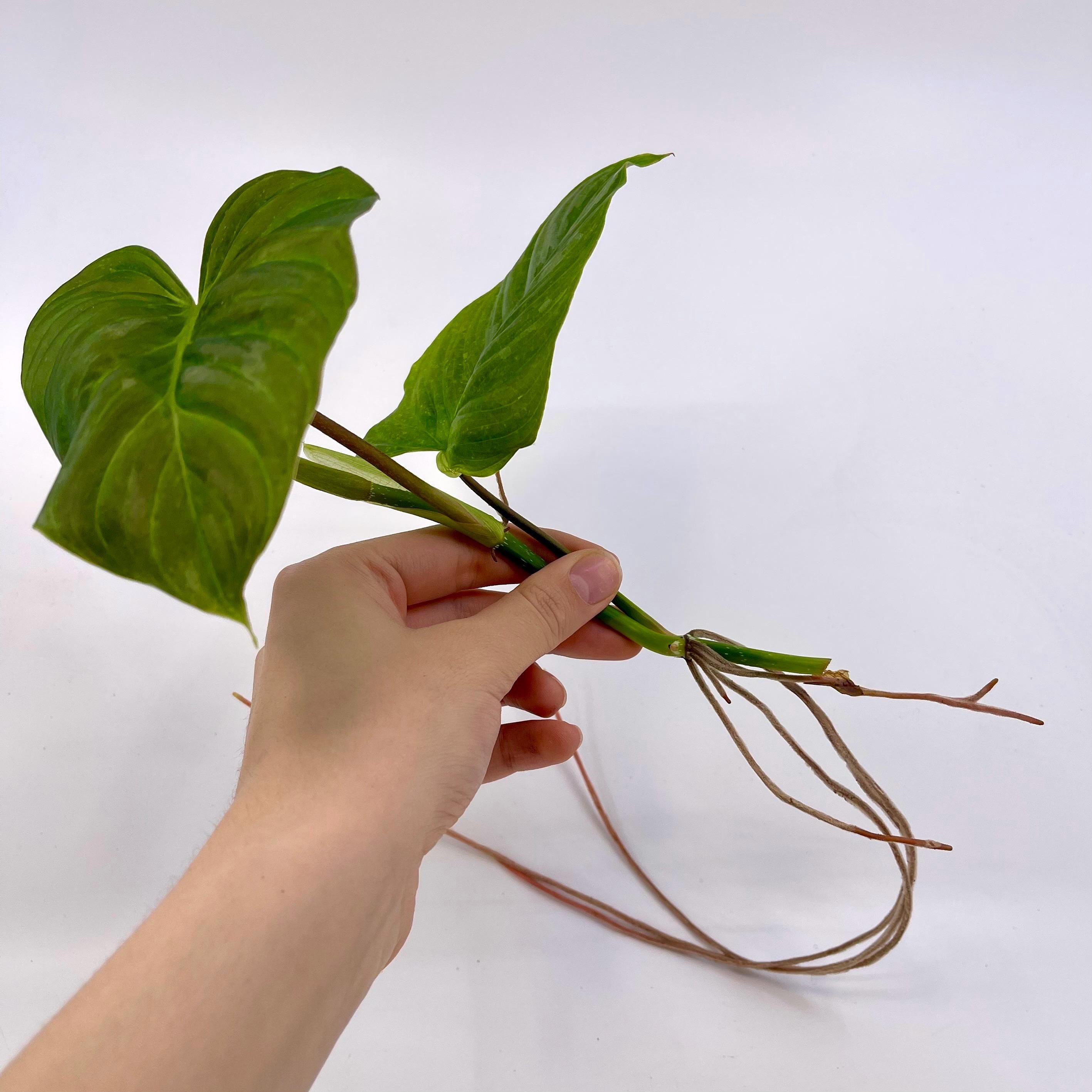 TOP CUTTING Philodendron ‘Majestic’ (Can acclimate to house conditions)