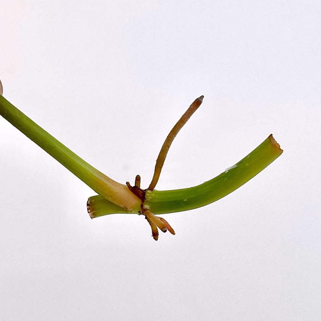 ONE NODE CUTTING Philodendron ‘Majestic’ (Can acclimate to house conditions)
