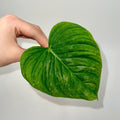 ONE NODE CUTTING Philodendron ‘Majestic’ (Can acclimate to house conditions)