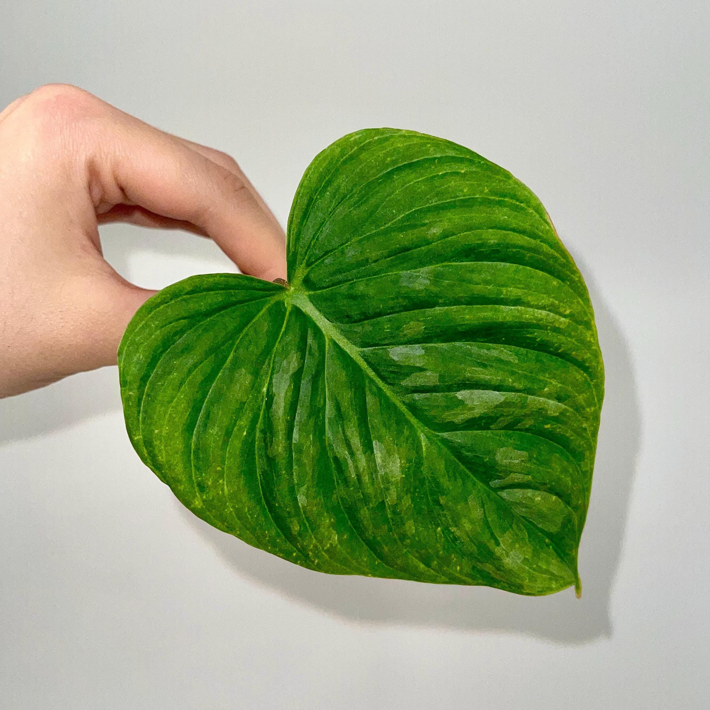 ONE NODE CUTTING Philodendron ‘Majestic’ (Can acclimate to house conditions)