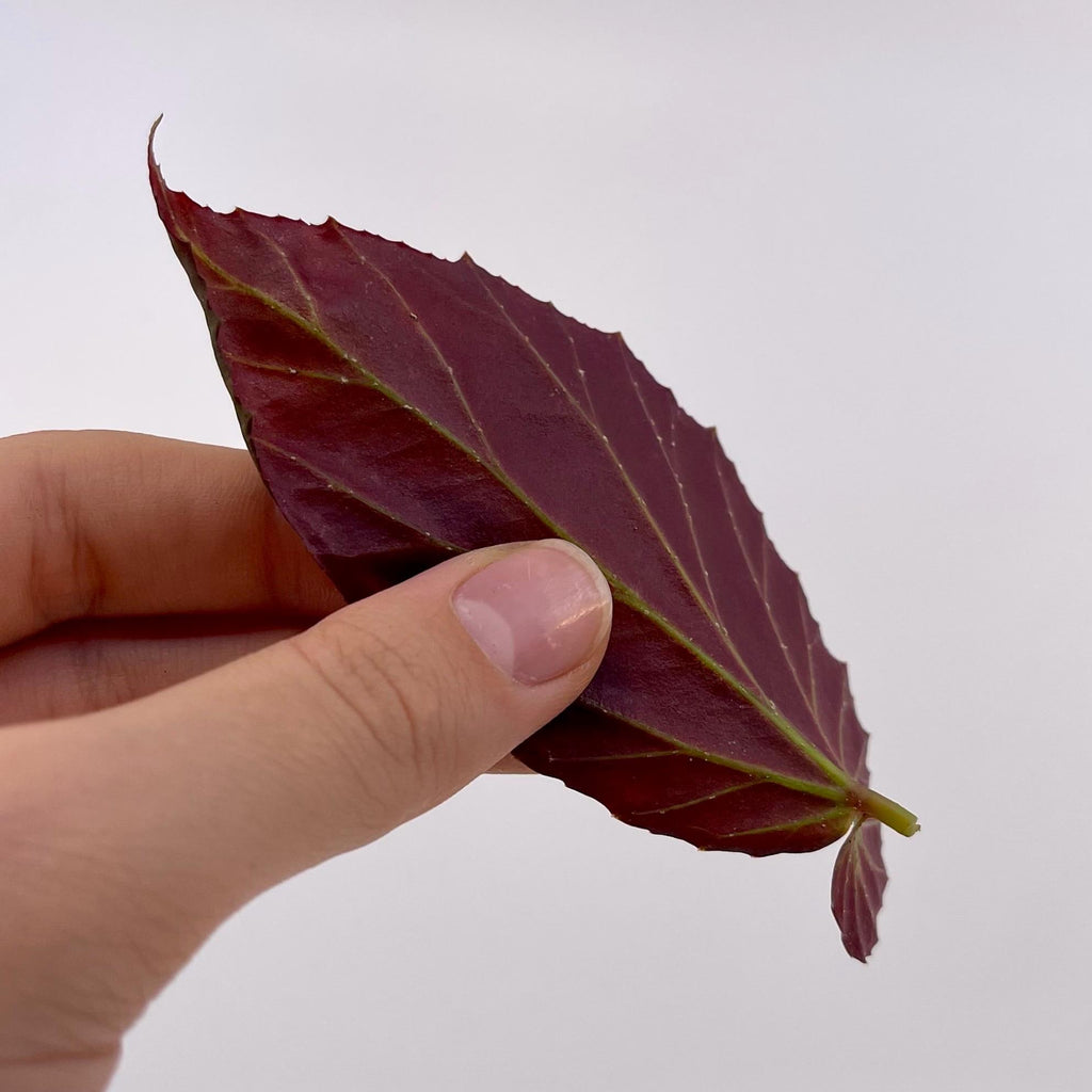LEAF CUTTING Begonia sp. Lampung Sumatra (Blue Velvet)