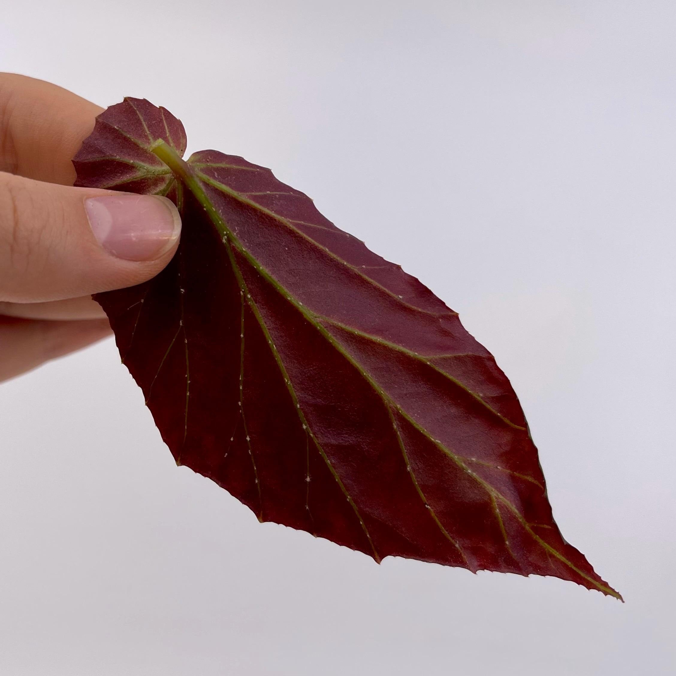 LEAF CUTTING Begonia sp. Lampung Sumatra (Blue Velvet)