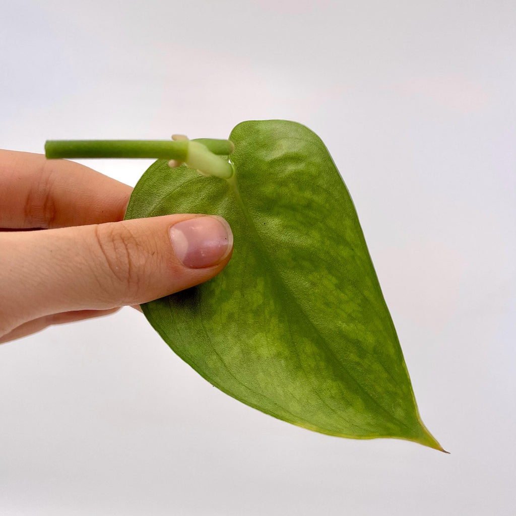 CUTTING Reverted Variegated Scindapsus Mayari (Can acclimate to house conditions)