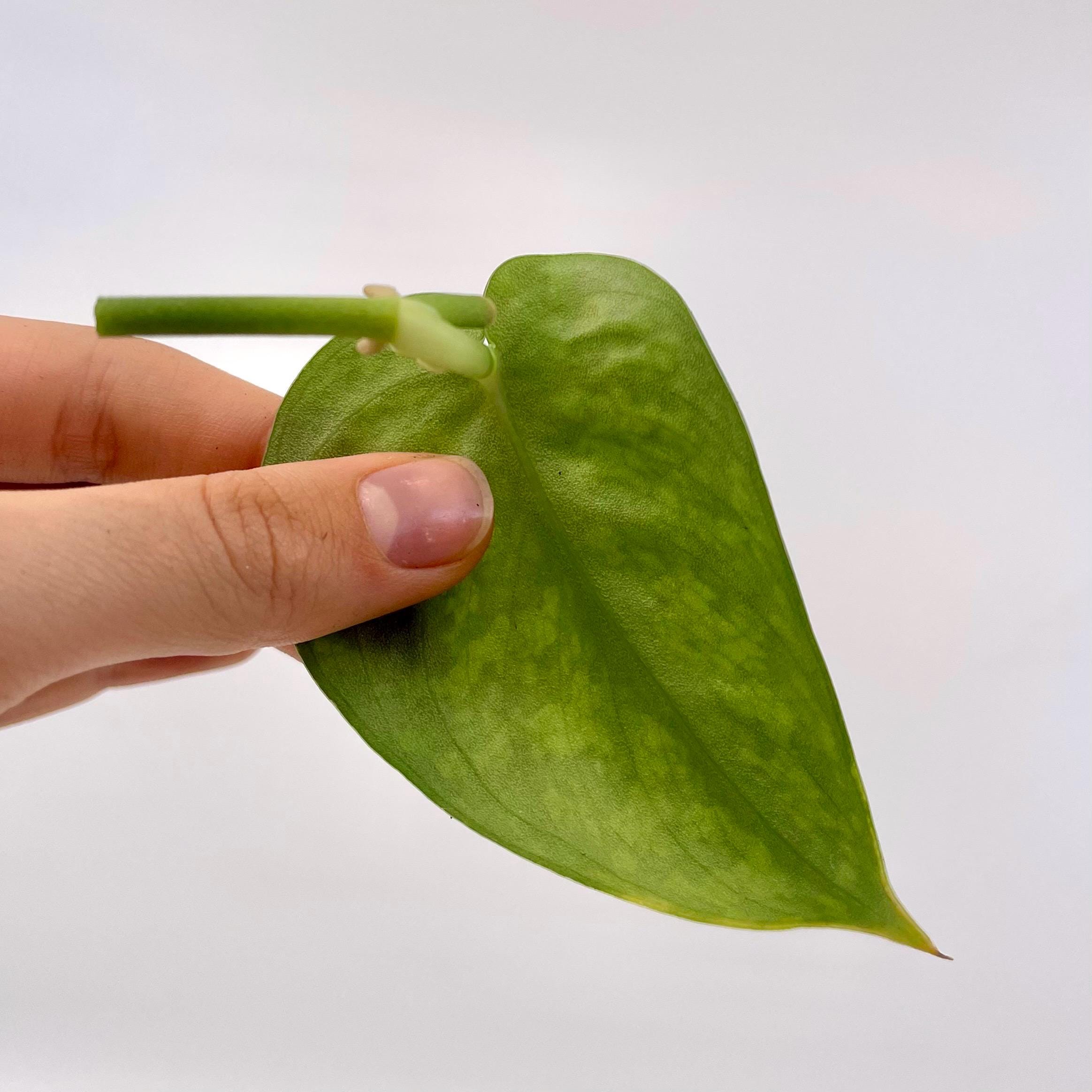 CUTTING Reverted Variegated Scindapsus Mayari (Can acclimate to house conditions)