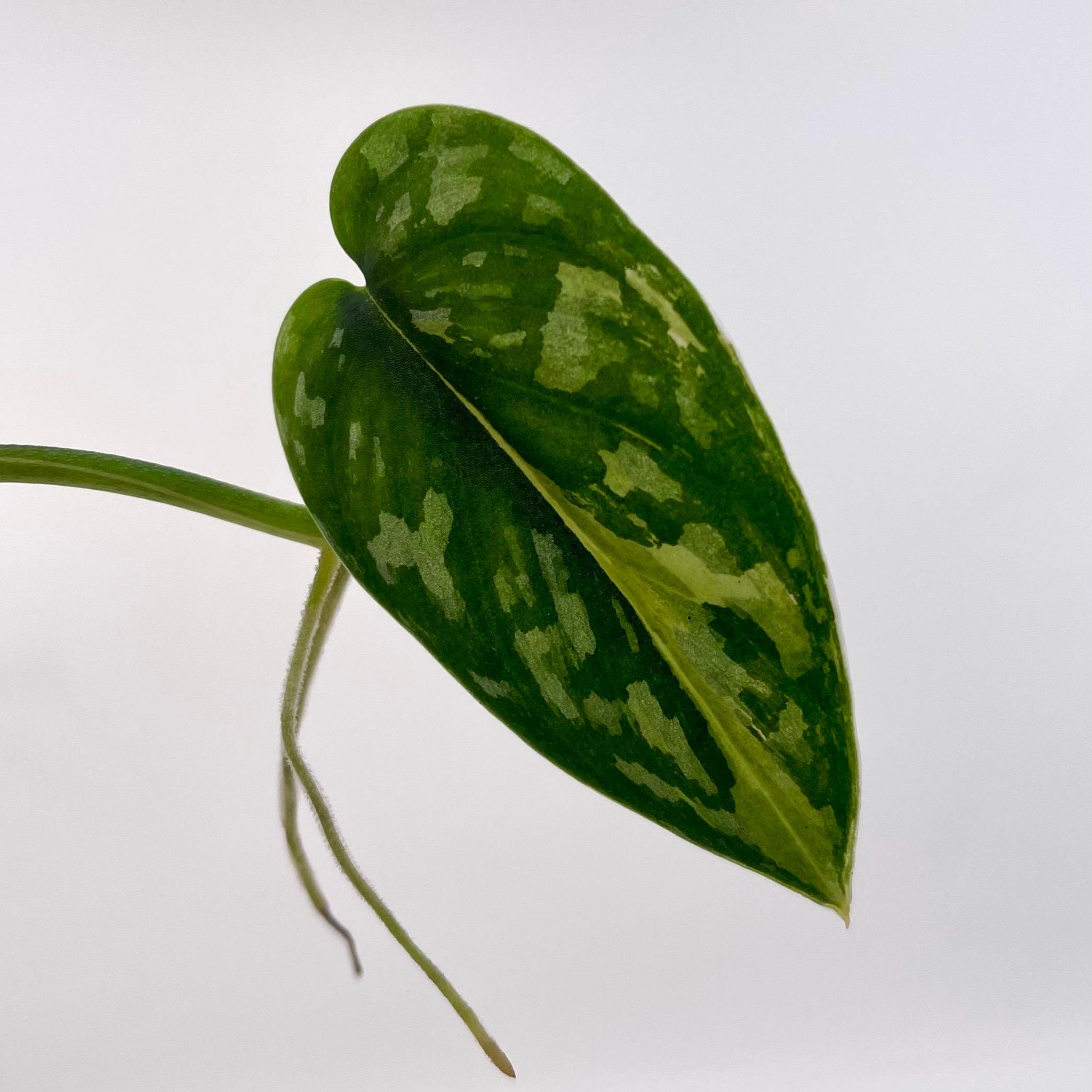 ONE NODE CUTTING Variegated Scindapsus Mayari Non-Exact (Can acclimate to house conditions)