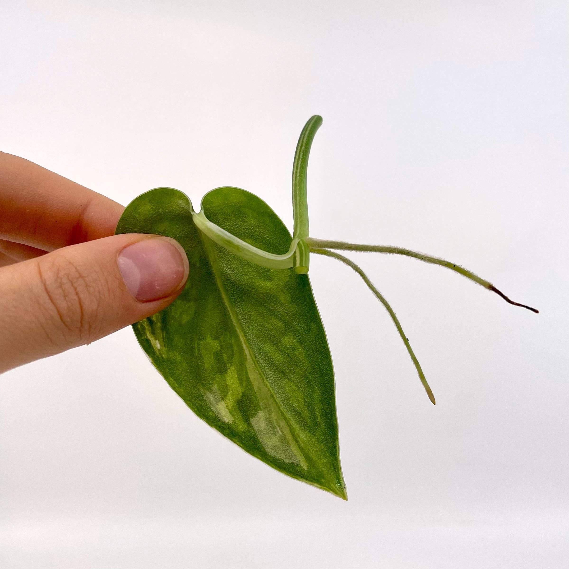 ONE NODE CUTTING Variegated Scindapsus Mayari Non-Exact (Can acclimate to house conditions)