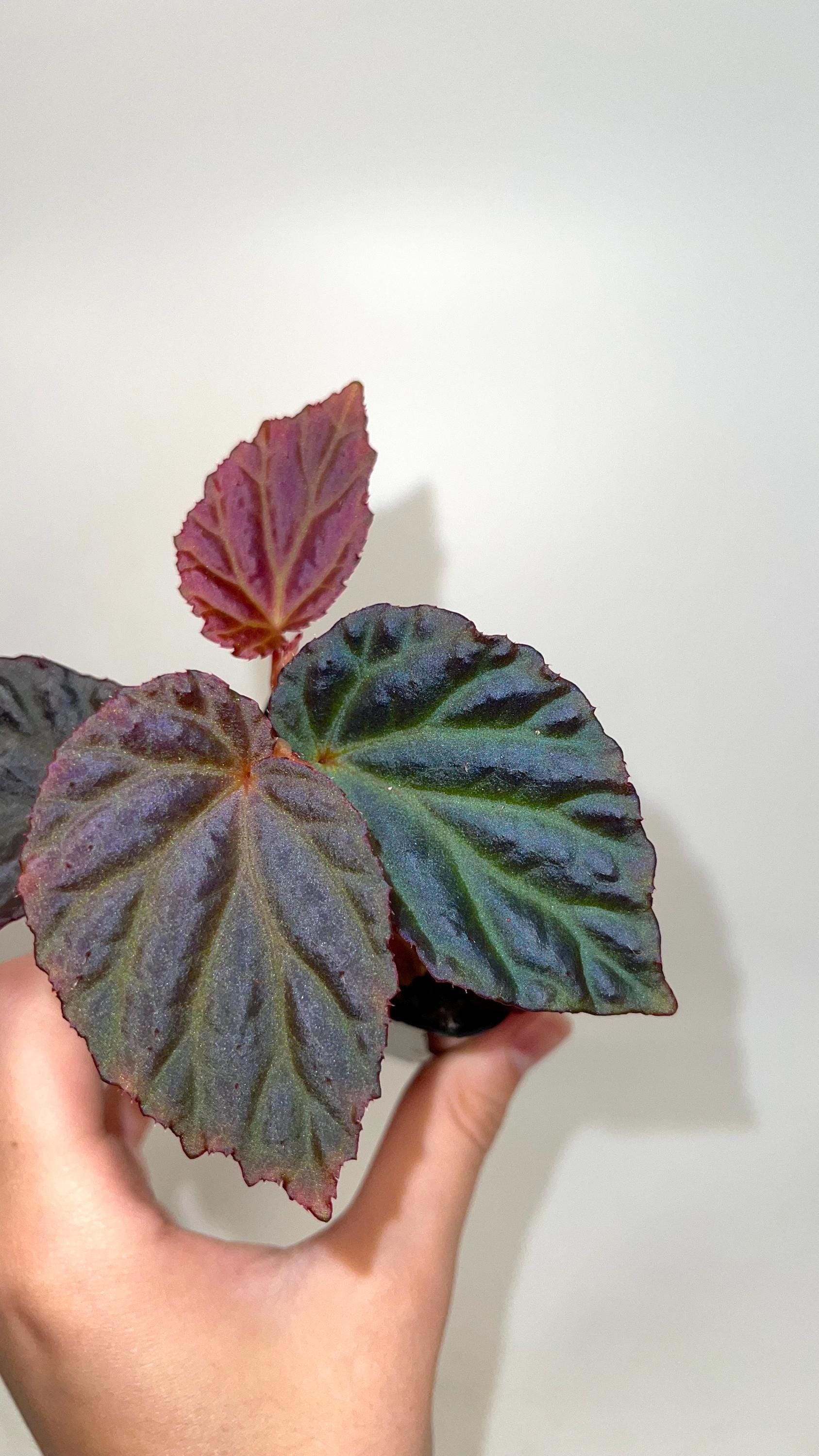 Begonia Botanicaz 87 V.1