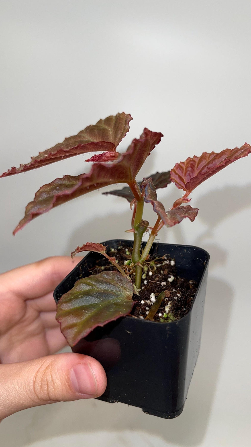 Begonia Botanicaz 87 V.1