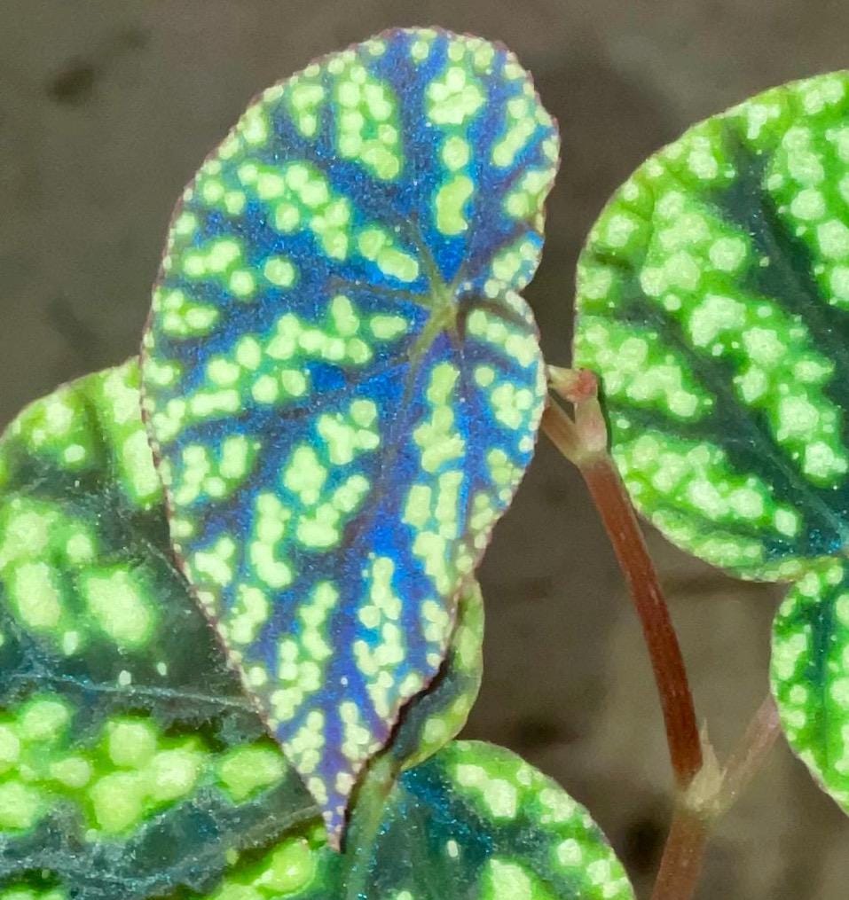 TOP CUTTING Begonia Botanicaz 96 V.8 (Can acclimate to house conditions)