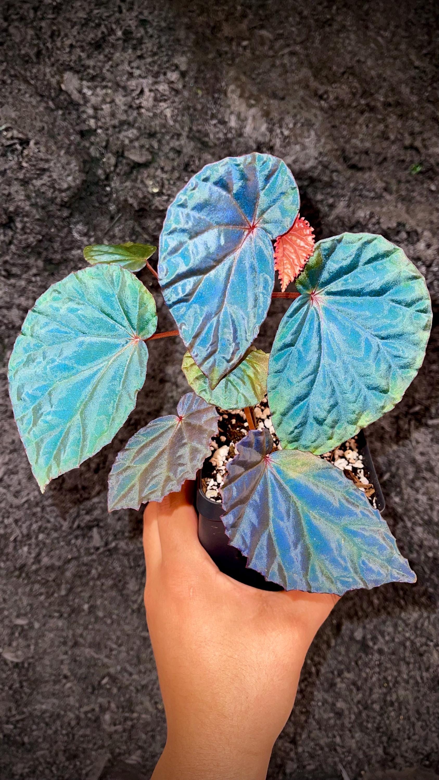 Begonia Botanicaz 115 V.1