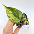READY SOON Variegated Philodendron Hederaceum aka Variegated Heartleaf (Can acclimate to house conditions)
