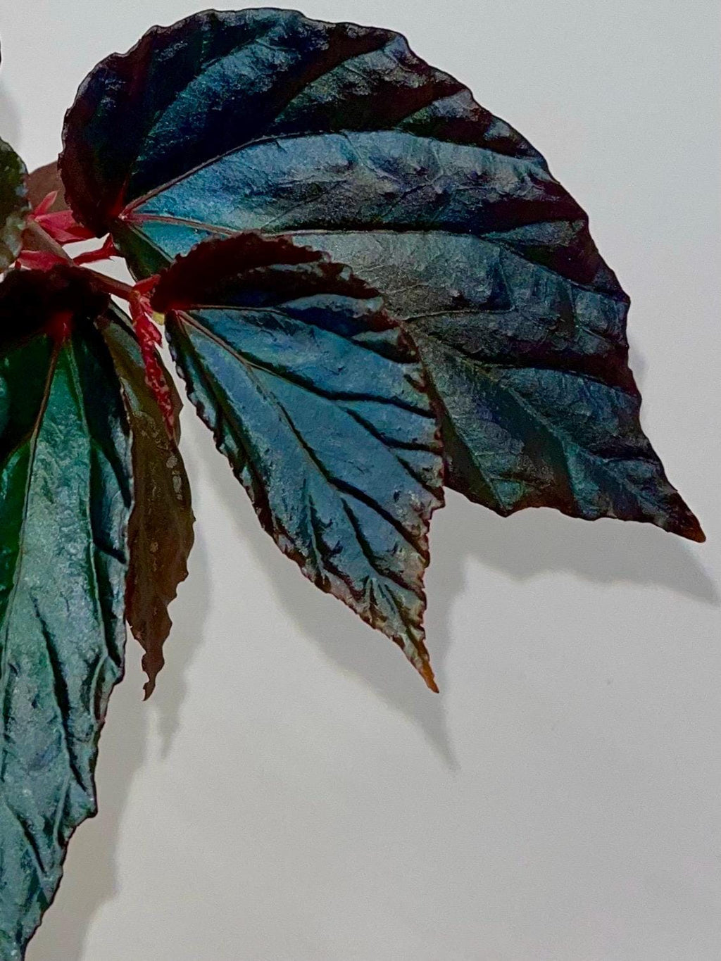 Begonia Botanicaz 141