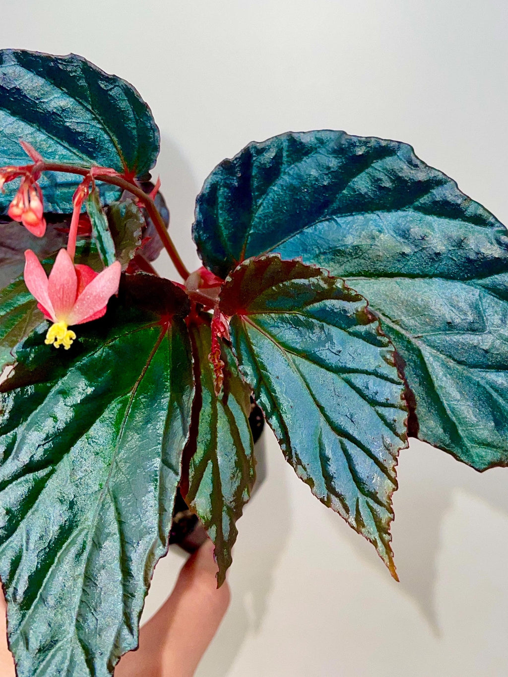 Begonia Botanicaz 141
