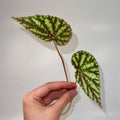 TOP CUTTING Begonina Botanicaz 79 V.4