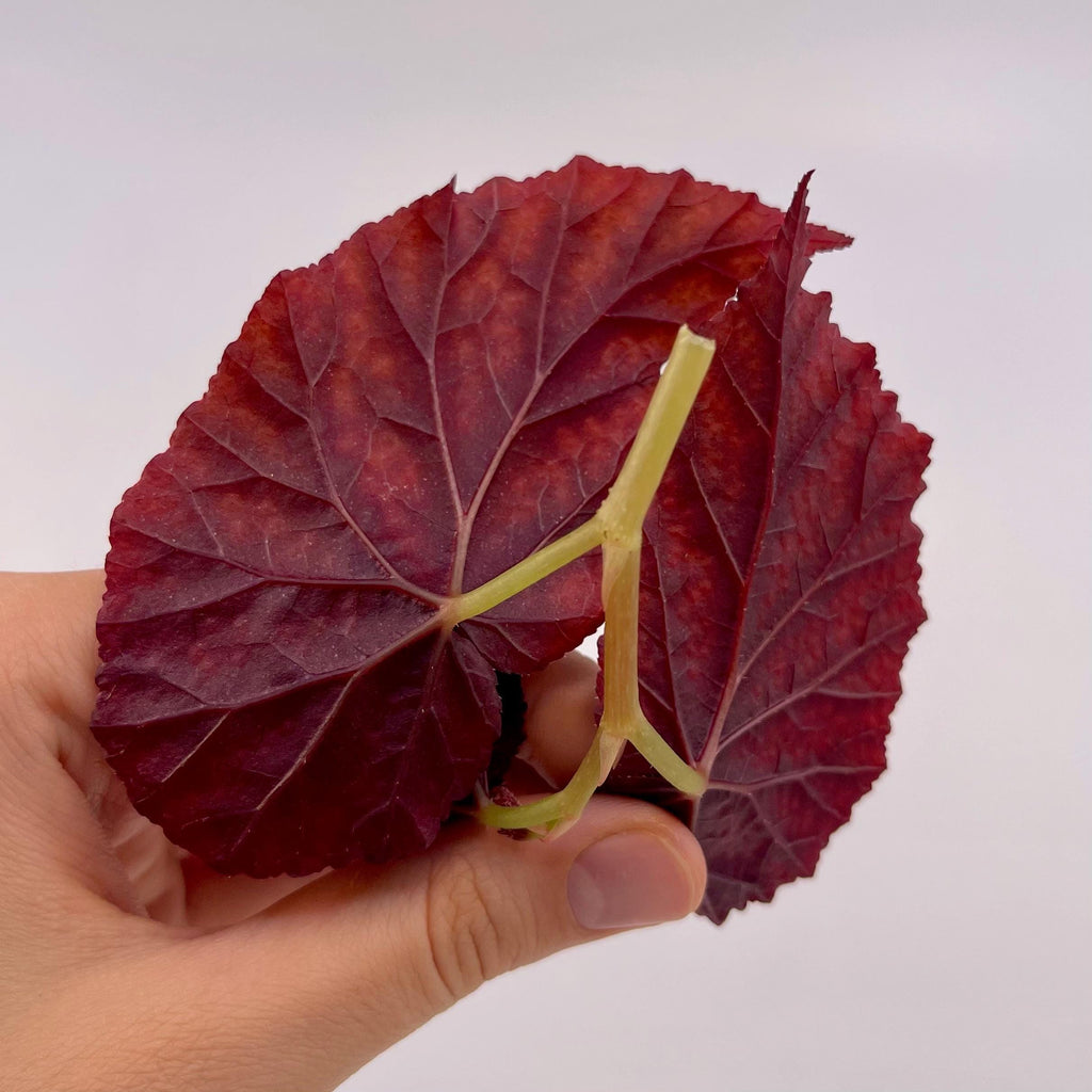 TOP CUTTING Begonina Botanicaz 79 V.6 (Can acclimate to house conditions)