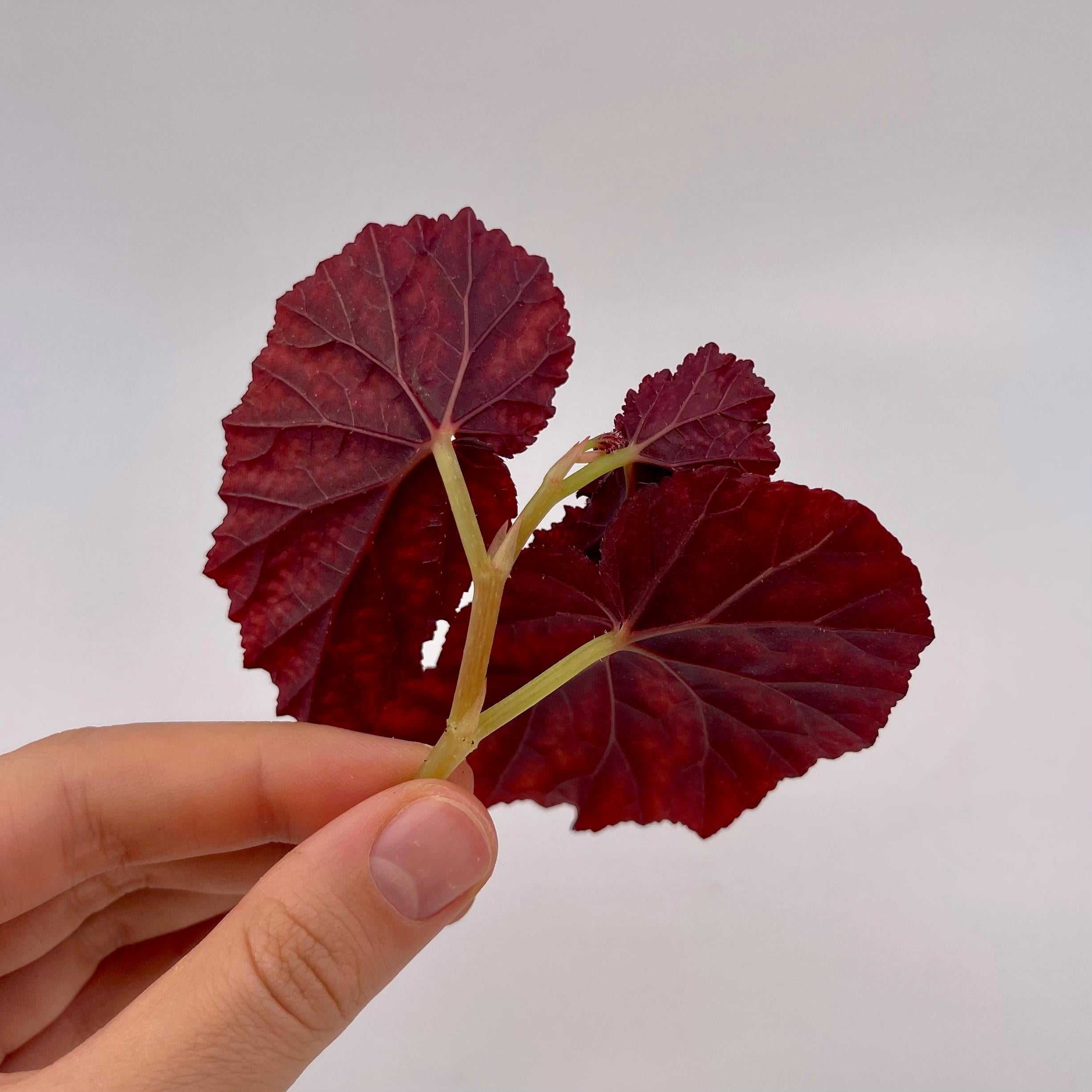 TOP CUTTING Begonina Botanicaz 79 V.6 (Can acclimate to house conditions)