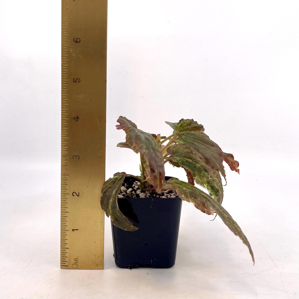 Variegated Begonia Botanicaz 49 V.4 Mutated (Can acclimate to house conditions) Fragrant Blooms