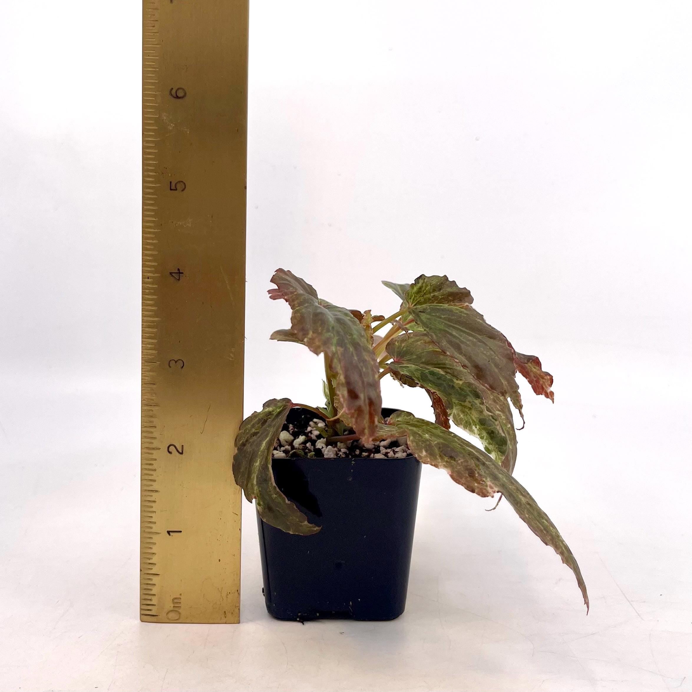 Variegated Begonia Botanicaz 49 V.4 Mutated (Can acclimate to house conditions) Fragrant Blooms