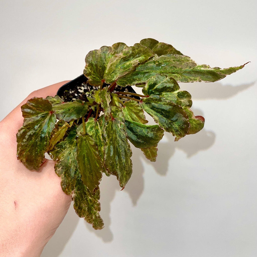 Variegated Begonia Botanicaz 49 V.4 Mutated (Can acclimate to house conditions) Fragrant Blooms