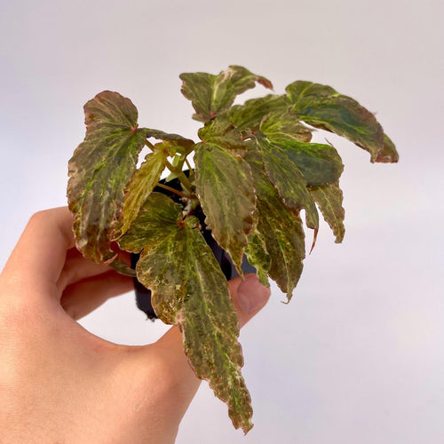 Variegated Begonia Botanicaz 49 V.4 Mutated (Can acclimate to house conditions) Fragrant Blooms