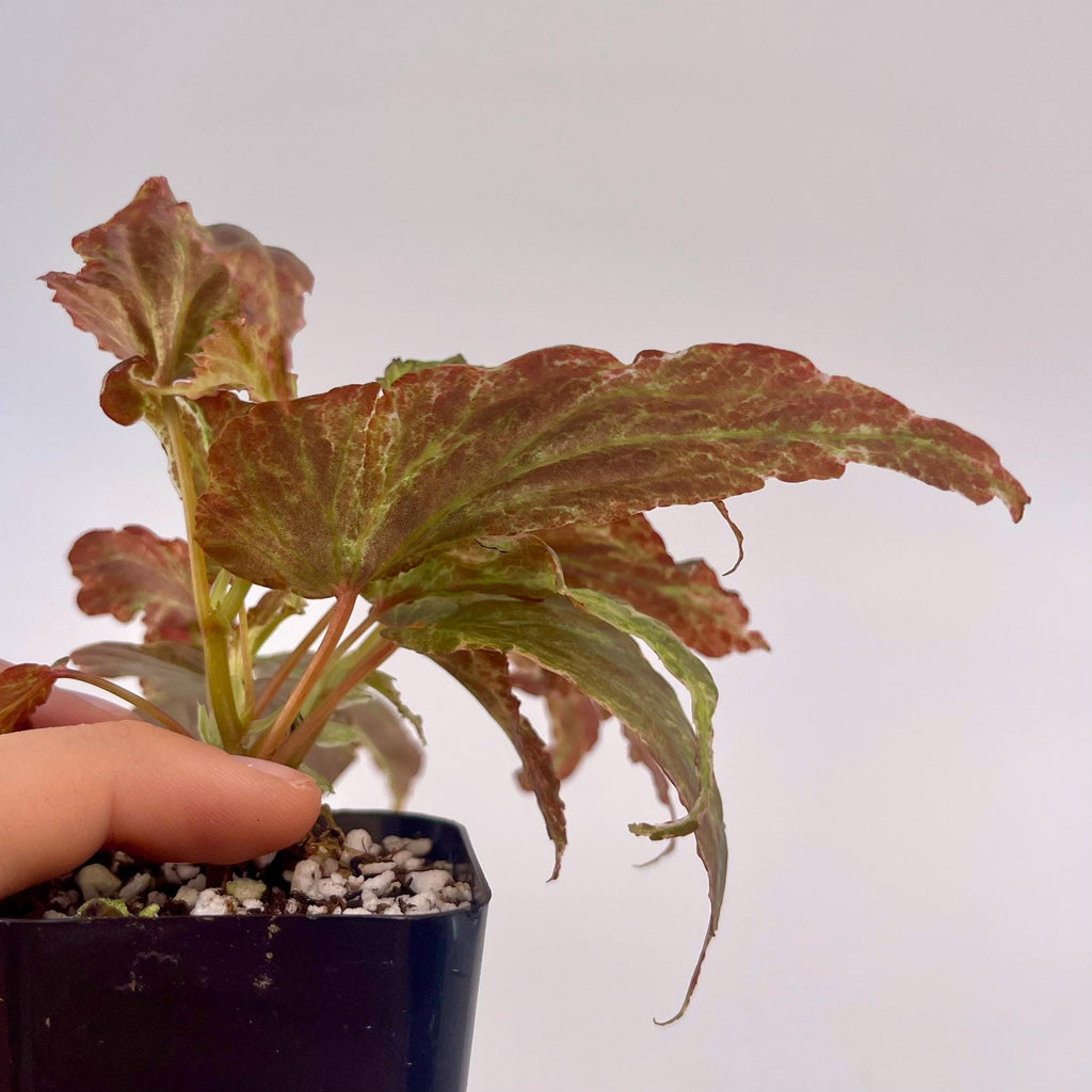 Variegated Begonia Botanicaz 49 V.4 Mutated (Can acclimate to house conditions) Fragrant Blooms