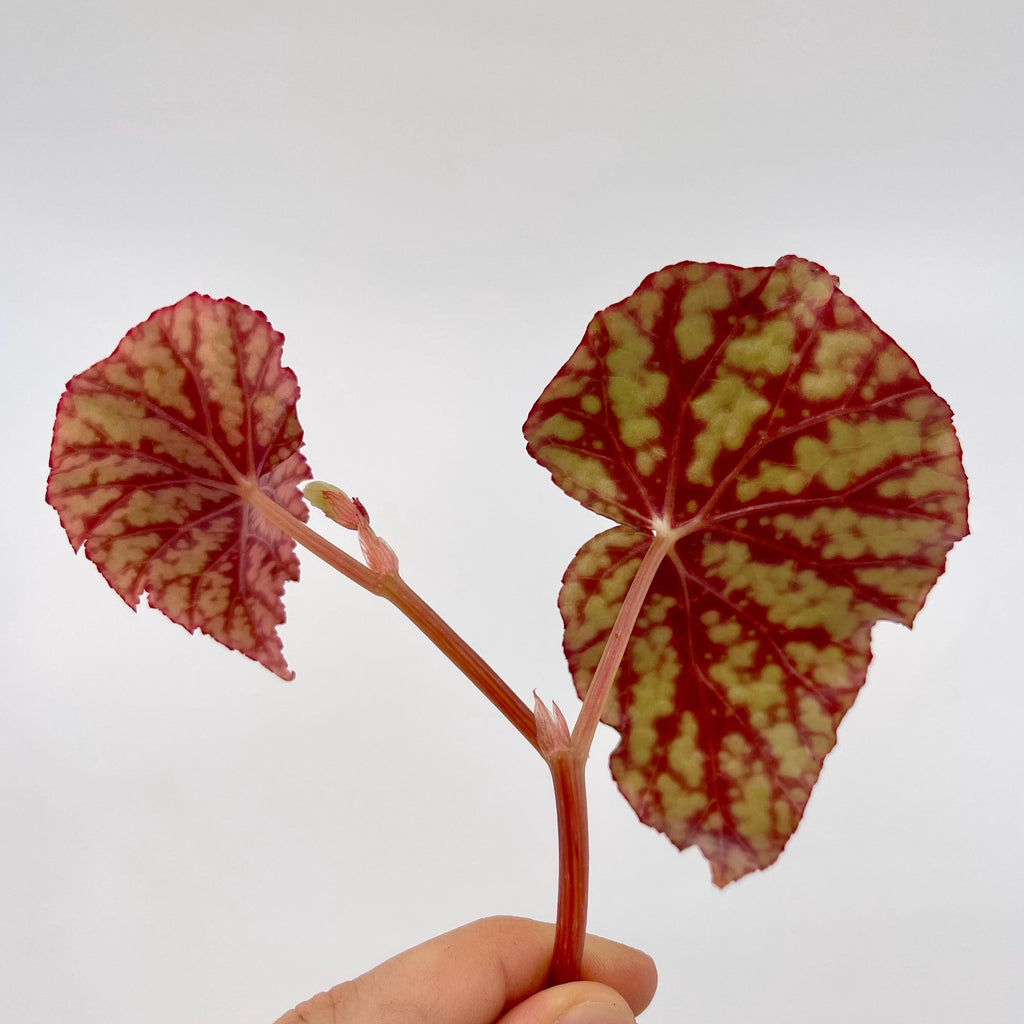 TOP CUTTING Begonina Botanicaz 92 (Can acclimate to house conditions)