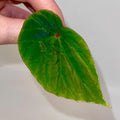 One FREE Per Item Purchased LEAF CUTTING Begonia Botanicaz 111 (Can acclimate to house conditions)