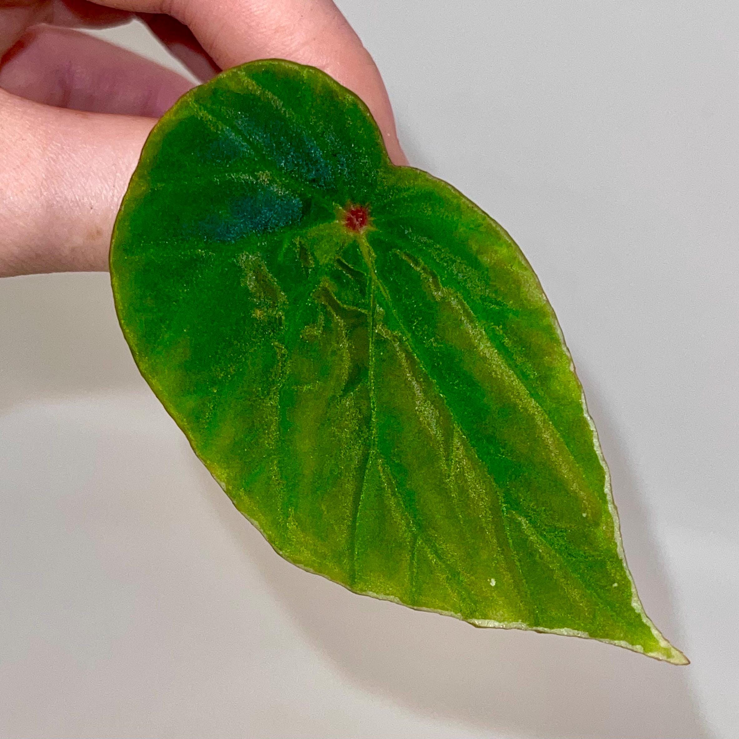 One FREE Per Item Purchased LEAF CUTTING Begonia Botanicaz 111 (Can acclimate to house conditions)