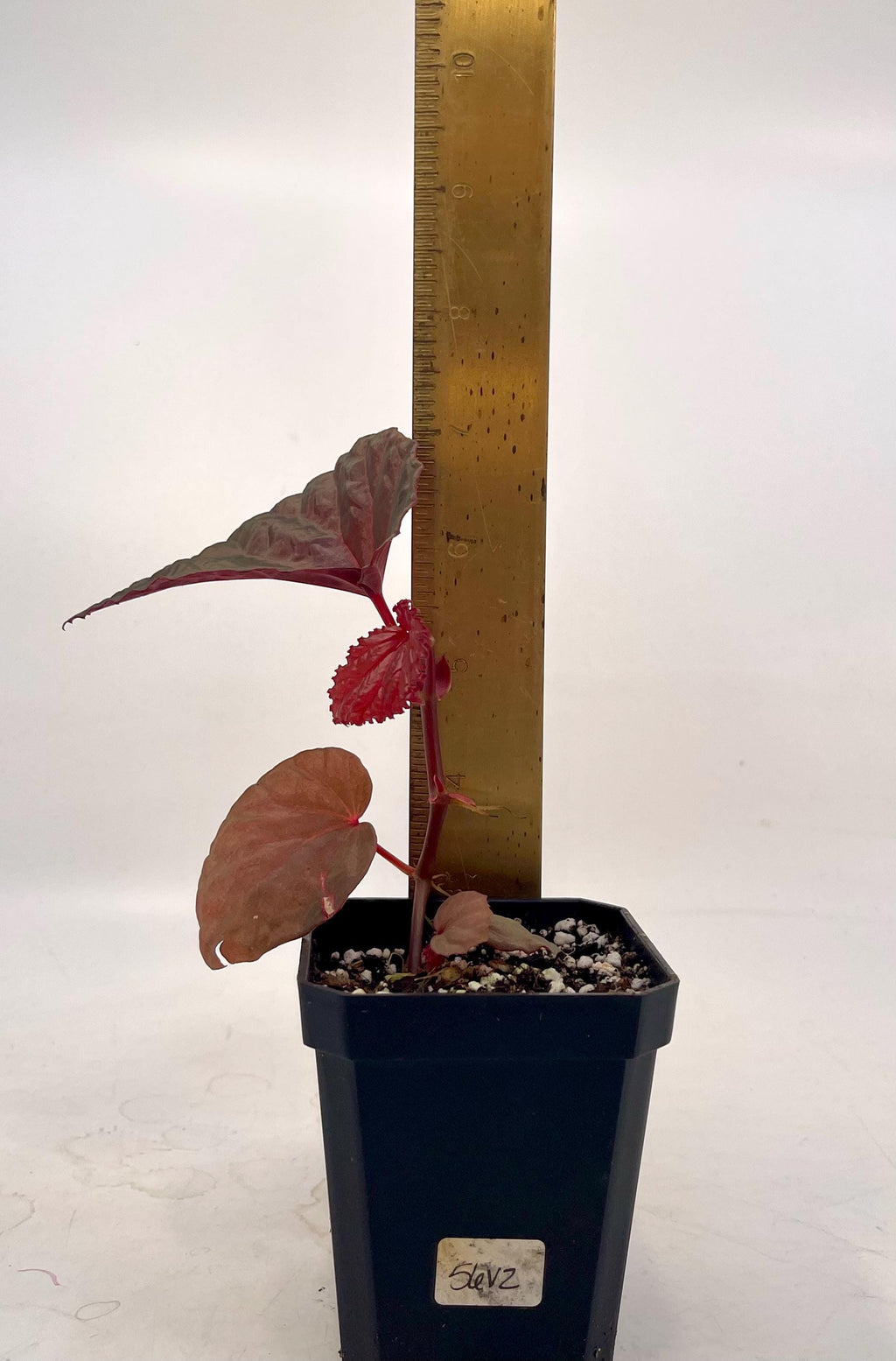 Begonia Botanicaz 115 V.1 (Imperfect)