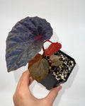 Begonia Botanicaz 115 V.1 (Imperfect)