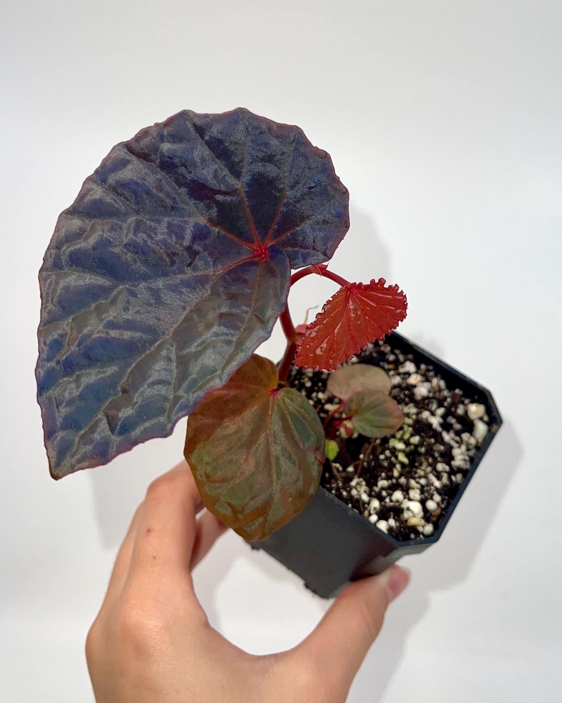 Begonia Botanicaz 115 V.1 (Imperfect)