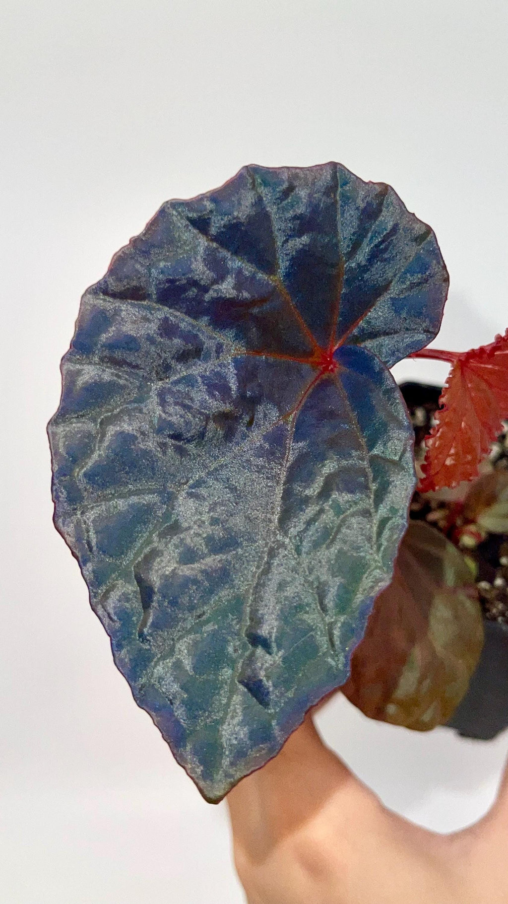 Begonia Botanicaz 115 V.1 (Imperfect)