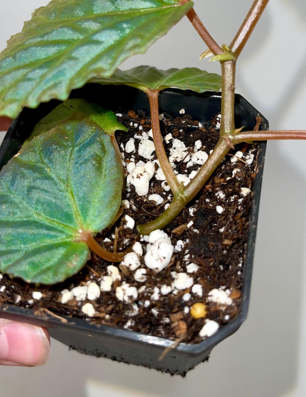 Begonia Botanicaz 115 V.7