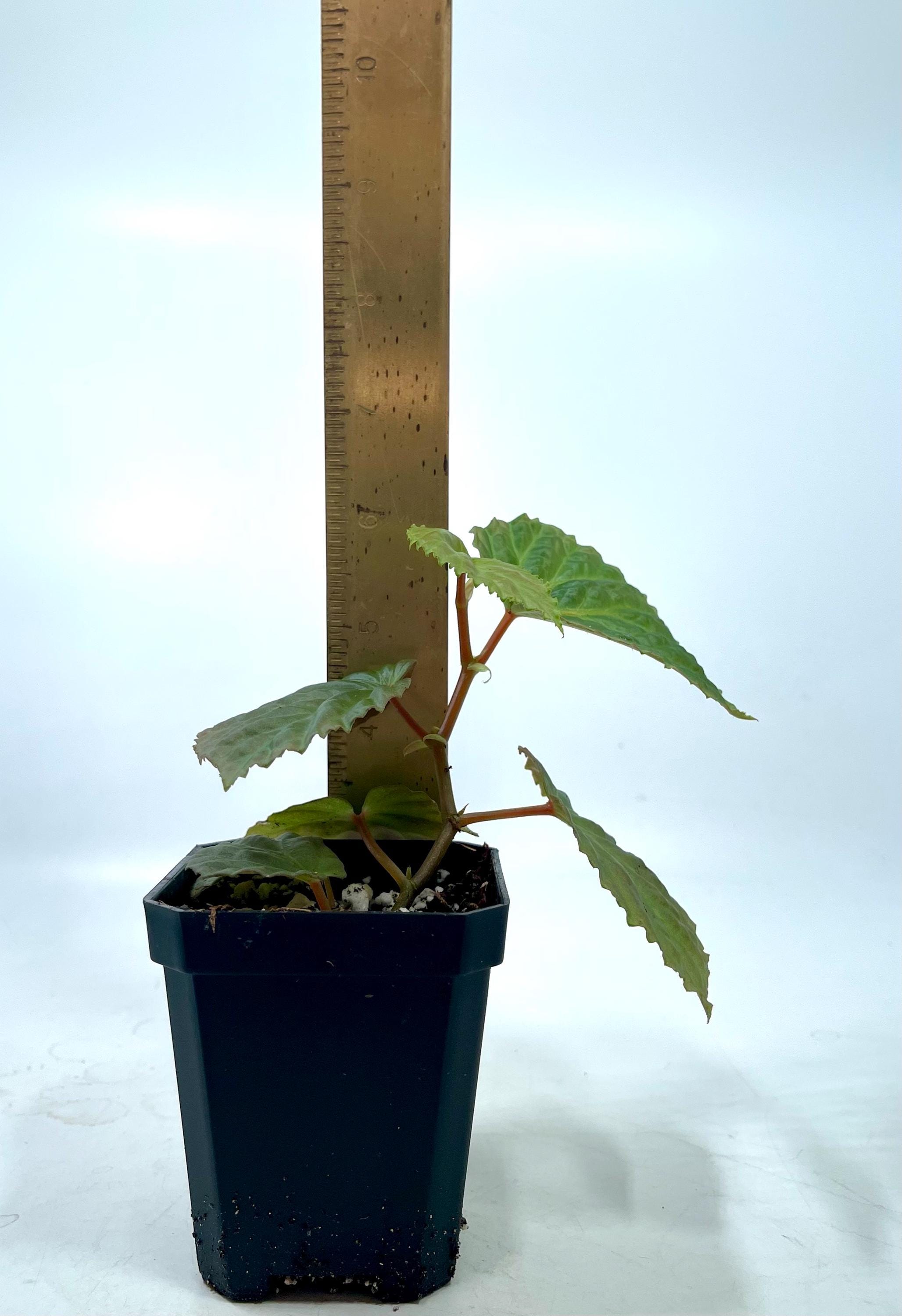 Begonia Botanicaz 115 V.7