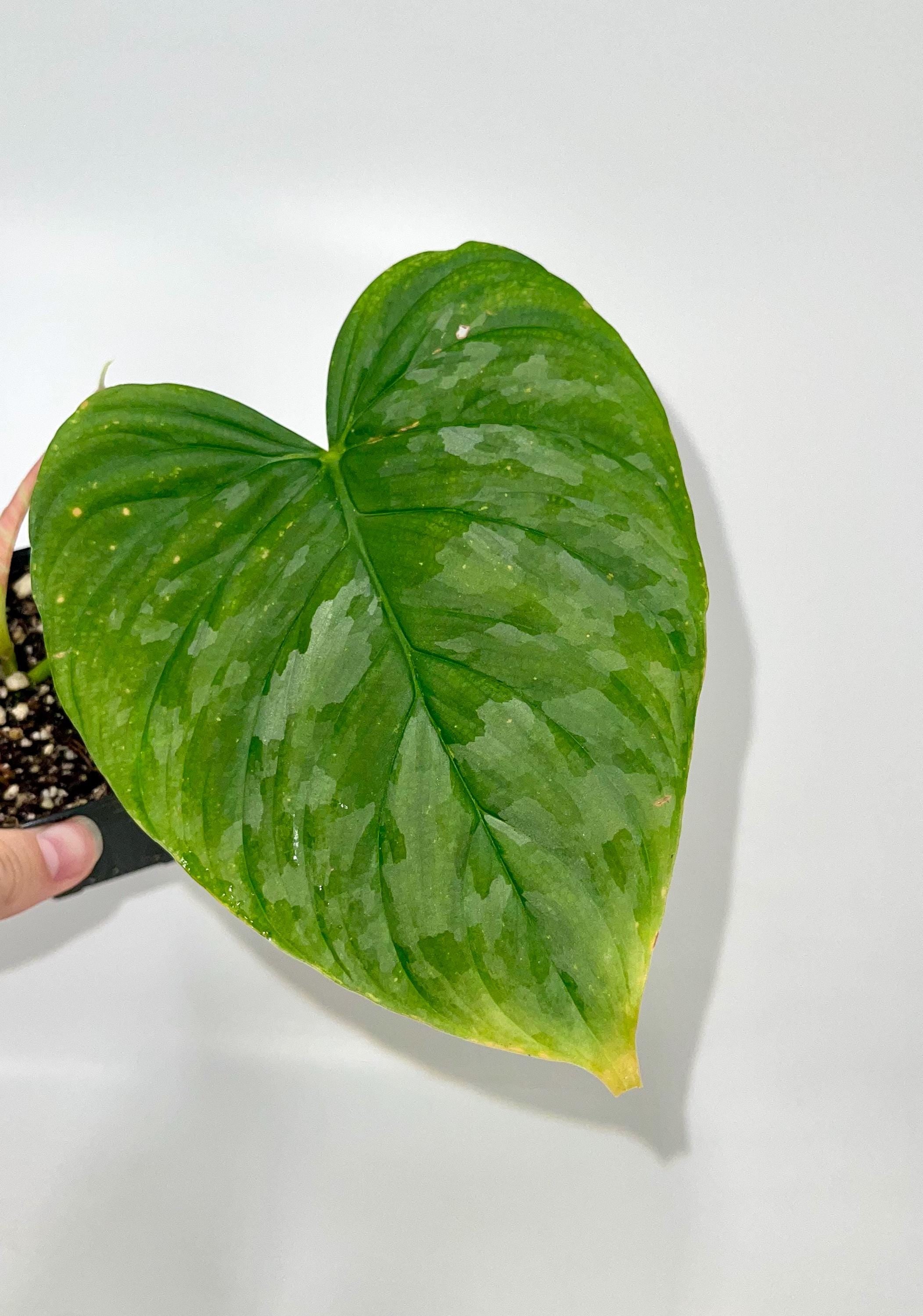 Philodendron 'Majestic' (One node, rooted cutting) (Can acclimate to house conditions)