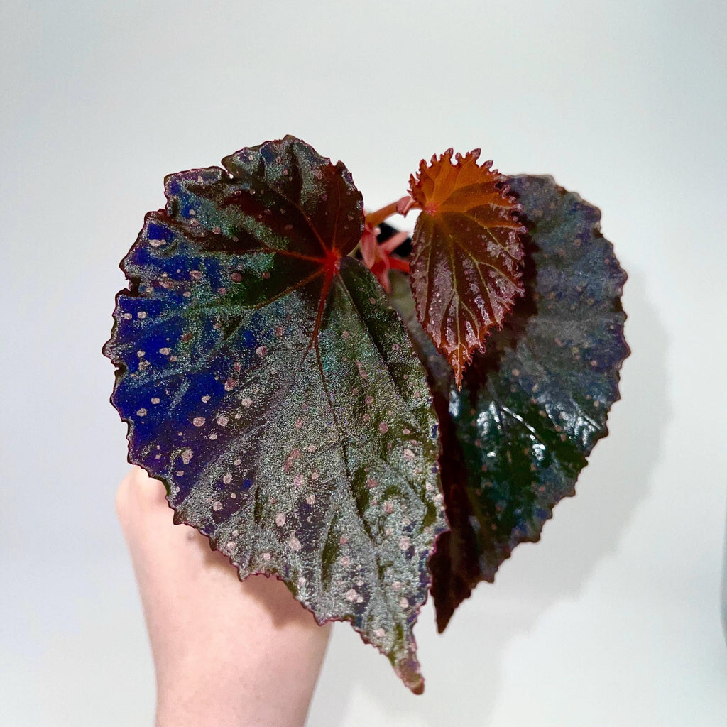Begonia Botanicaz 109 V.2