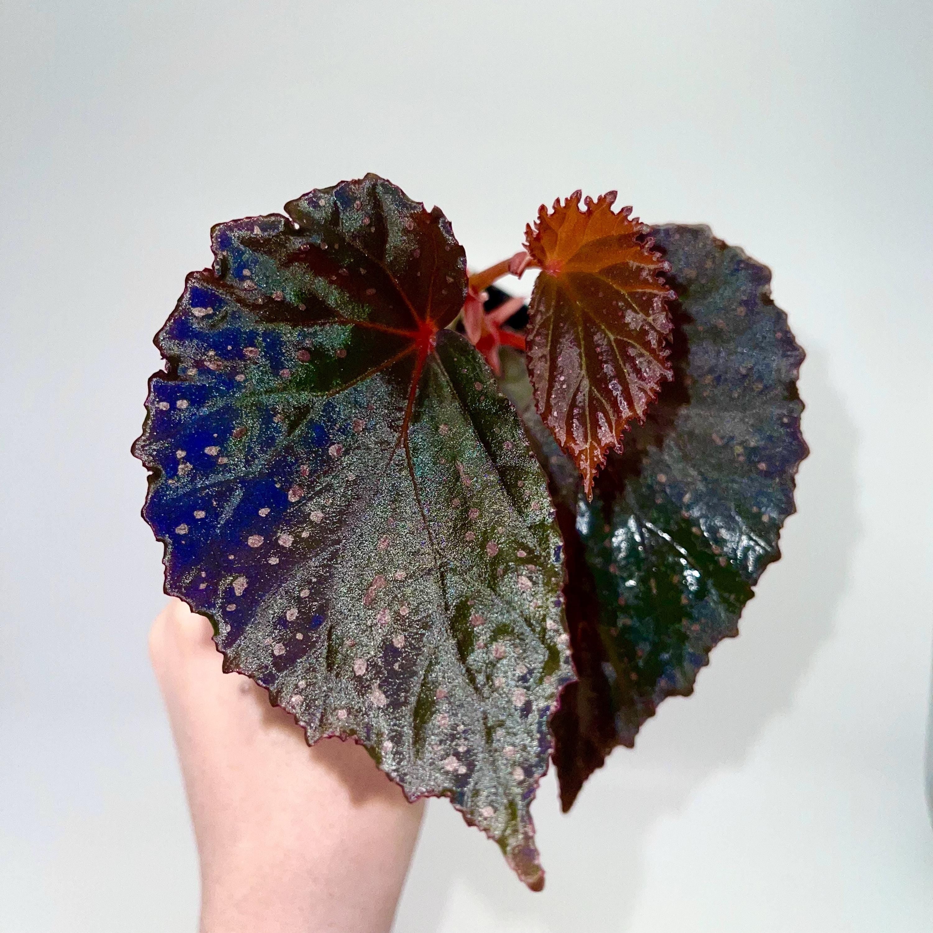 Begonia Botanicaz 109 V.2