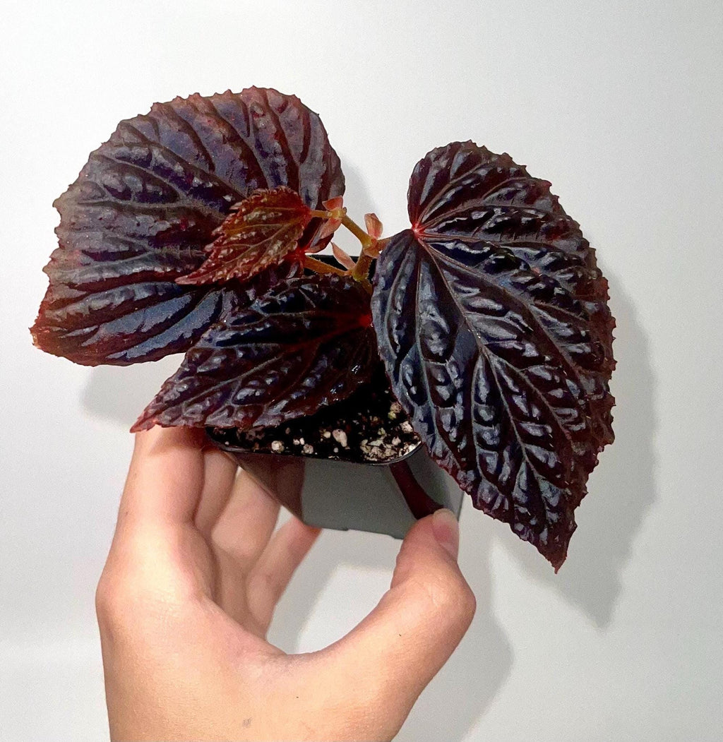 Begonia Botanicaz 98
