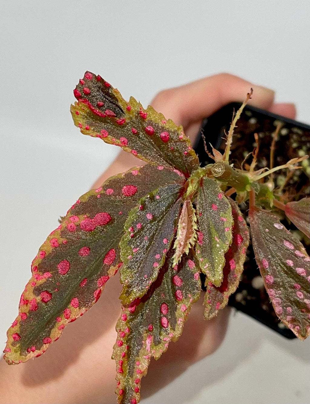 READY SOON Variegated Begonia so. Hairy Spots